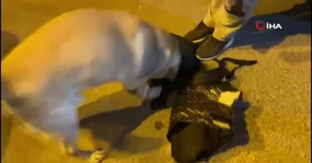 Zehir tacirini narkotip köpeği engelledi