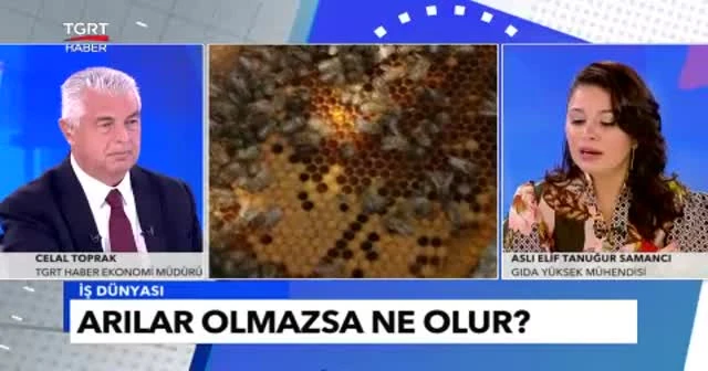 Arıcılardan acil çağrı: 7 milyar arı bu yıl açlıktan ölecek!