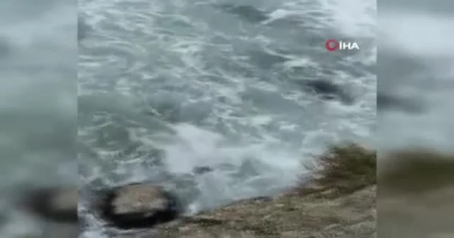 Denizde can pazarı kamerada