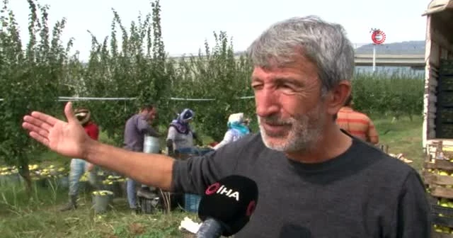 Dünyada başka örneği yok, sadece Sakarya'da yetişiyor