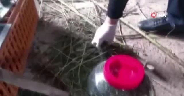 Kavanozlara turşu değil uyuşturucu doldurdular