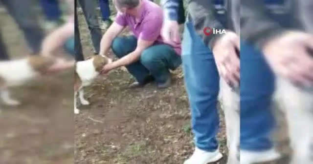 Köpeğin vefası! Sahibinin mezarından ayrılmadı