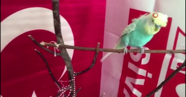 Muhabbet kuşundan 'Ölürüm Türkiyem' şarkısı