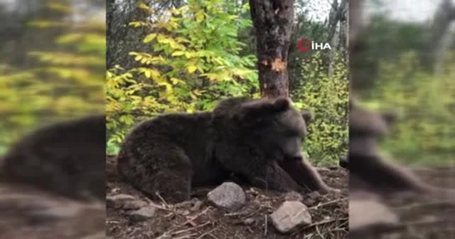 Ormanda ayıya rastladı, selfie çekti