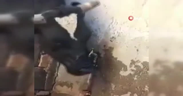 Susayan inek 'kendim yaparım' dedi: Boynuzu ile çeşmeyi açtı