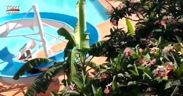 Kesilmekten kaçan öküz su kaydırağından kaydı