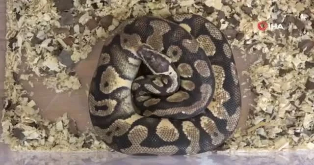 TikTok'tan paylaştığı piton yılanı başına dert oldu