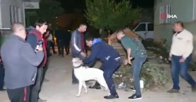 Üşüyen hırsız bahçedeki arabaları ateşe verdi
