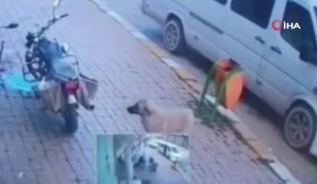 Afyonkarahisar'da vicdan sızlatan görüntü