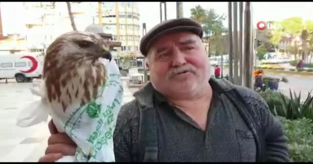 Bitkin haldeki şahini kurtaran Recep amca şahine Hakkı Bulut dinletti