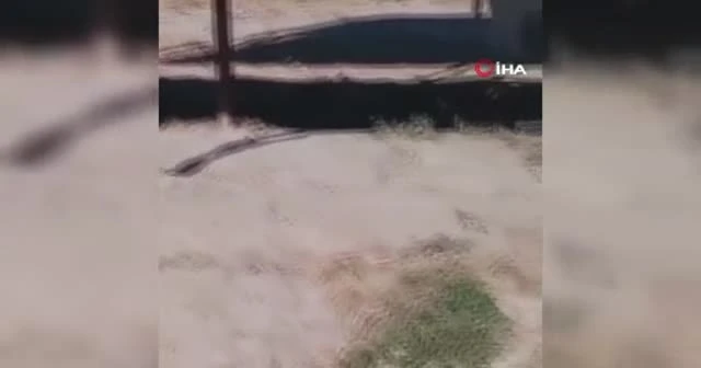 Hayvanat bahçesinde aslan kendi yavrusunu yedi