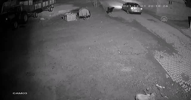 Köpeği tabancayla öldürdü