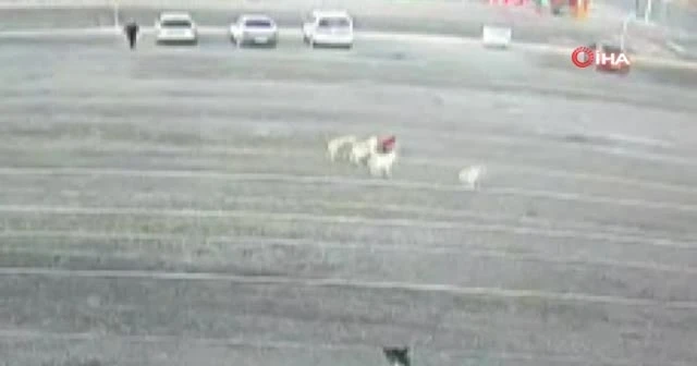 Küçük çocuğu köpeklerin elinden aldı