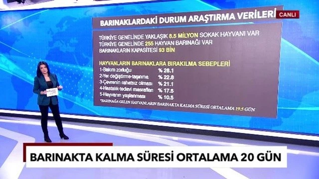 Neden hayvanlar barınaklara bırakılıyor? Son verilerde şaşırtan başlıklar