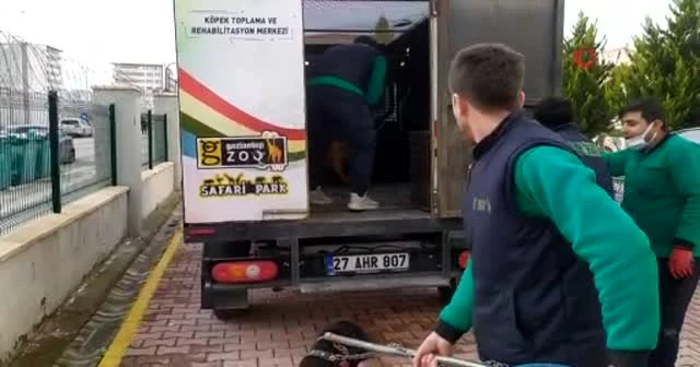 Site bahçesinde pitbull dehşeti: Gözaltı sayısı 6'ya yükseldi