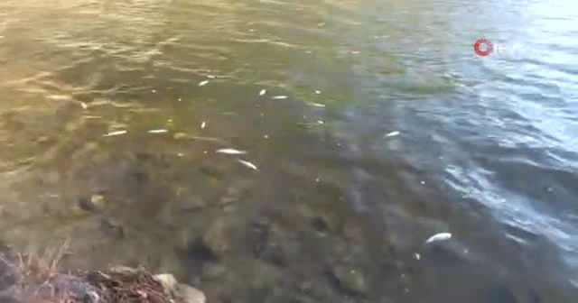 Tabiat Parkı'nın yüzeyi ölü balıkla kaplandı