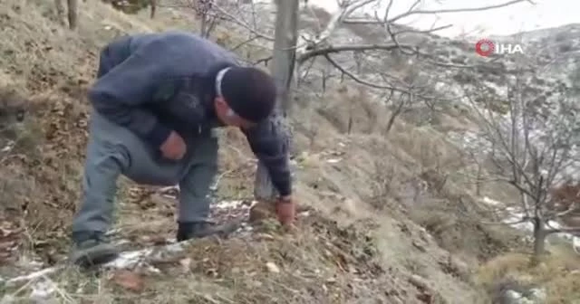 100 ceviz ağacını baltayla katlettiler! Yaşlı adamın sözleri yürek burktu