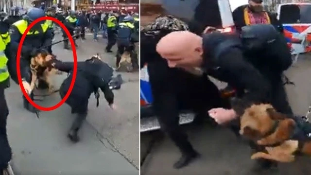 Amsterdam'daki kısıtlama protestolarında polis köpekleri çok sayıda kişiyi ısırdı