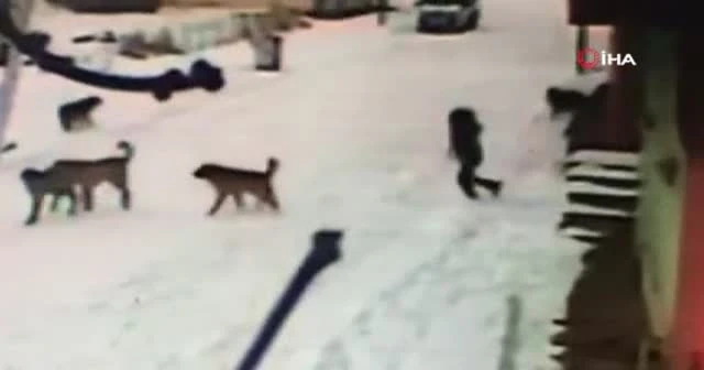 Başıboş köpekler çocuğa saldırdı