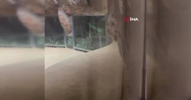 Çin’de kaplan temalı otel tartışmalara neden oldu