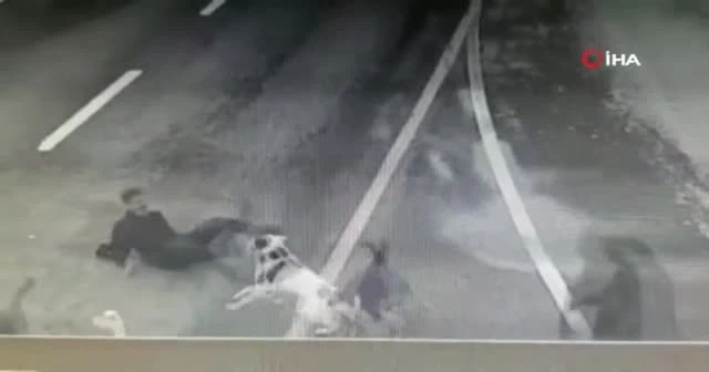 İş adamına 6 köpek saldırdı