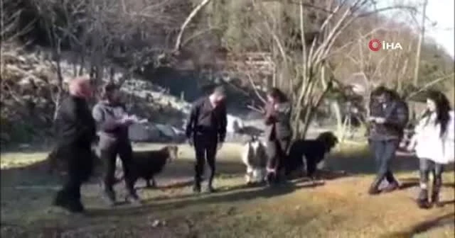 Keçiler horon halkasına girerse