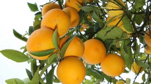 Limon dalda kaldı, marketler cep yaktı!