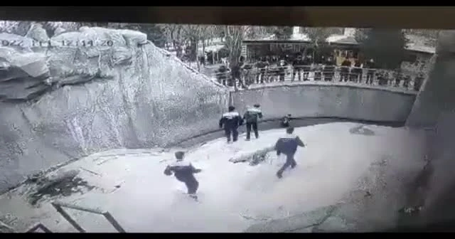 Özbekistan'da anne kızını boz ayının yanına attı!