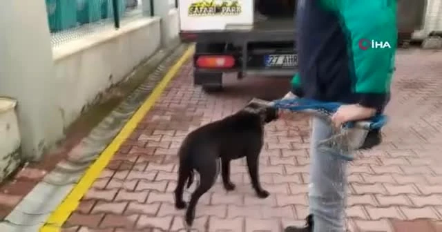 Pitbull saldırısında yaralanan Asiye'ye bir operasyon daha