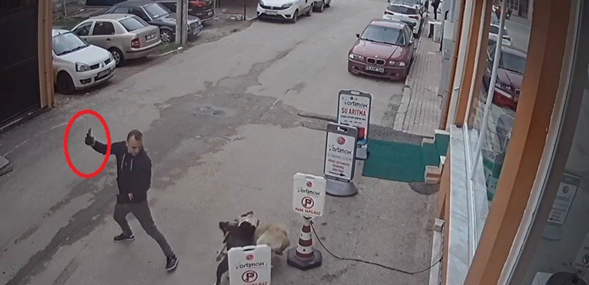 Bursa'da pitbull köpeğini sokak köpeğine saldırttı, selfie çekti