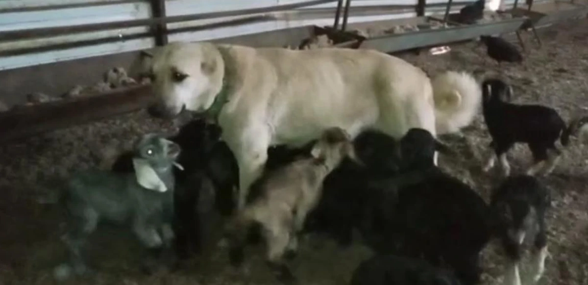 Kahramanmaraş’ta yürek ısıtan anlar: Çoban köpeği 30 yavru keçinin süt annesi oldu