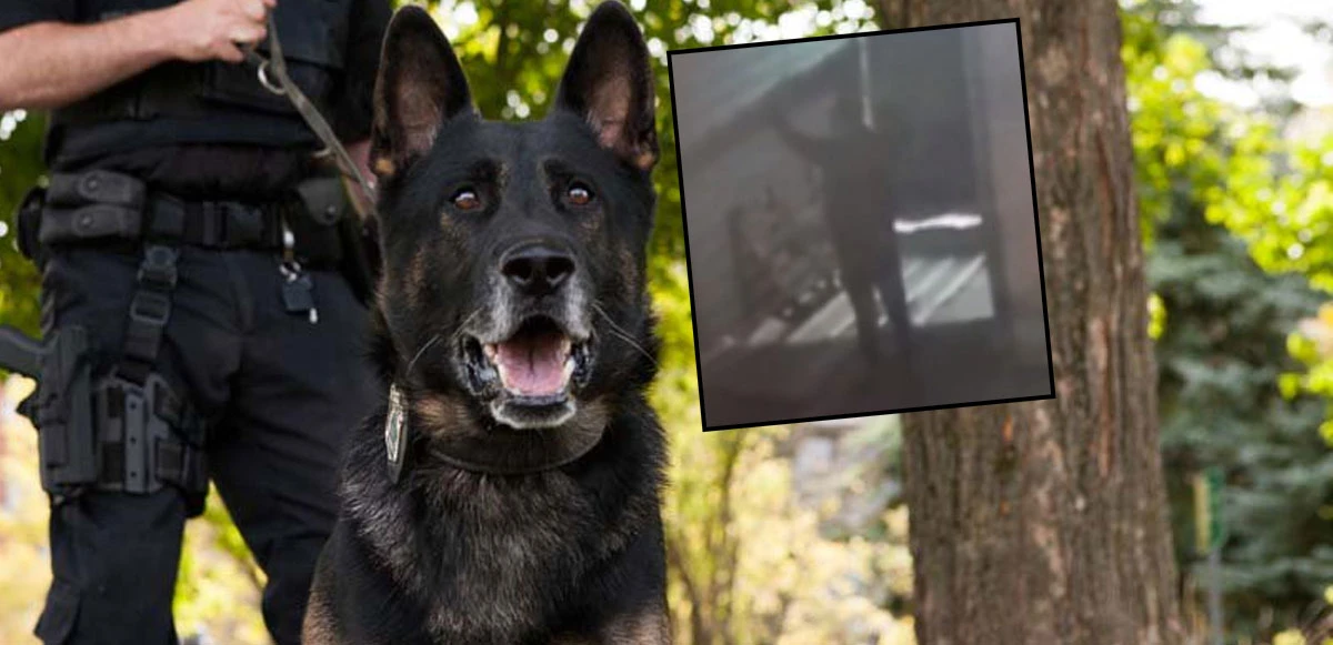 Teslim olan gence köpekli saldırı