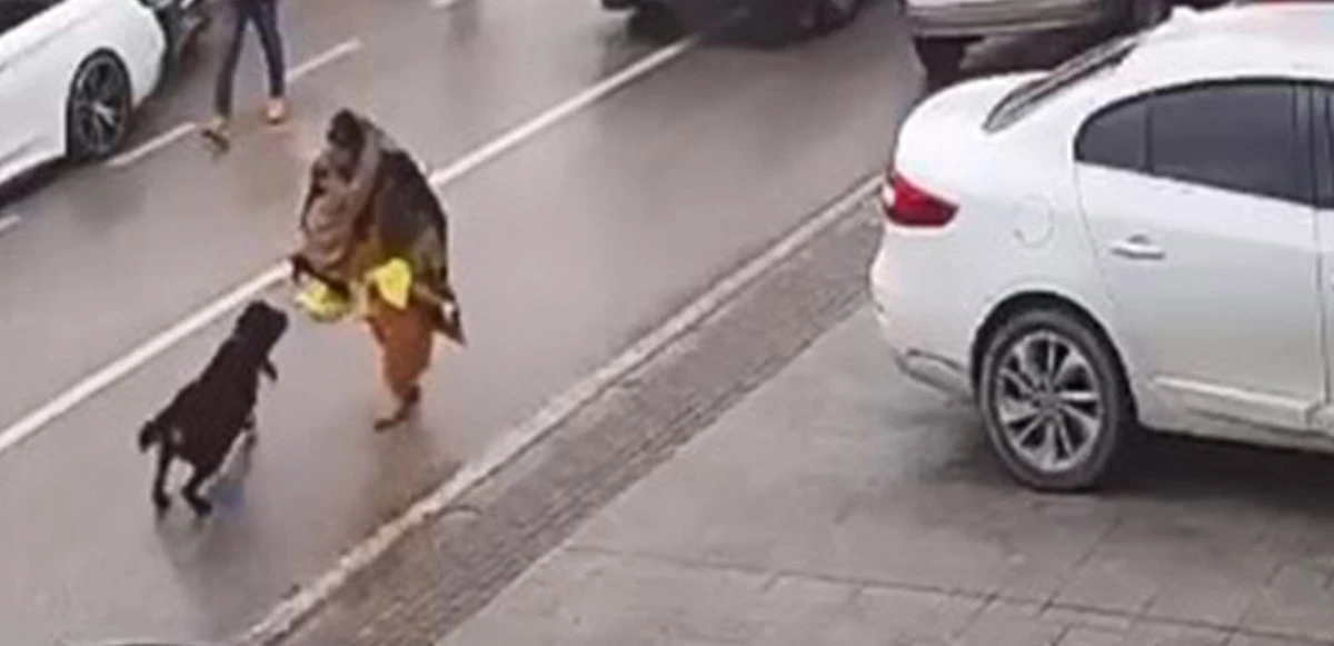 Kocaeli'de köpeğin saldırısına uğrayan kadın kucağındaki çocuğu bırakıp kaçtı
