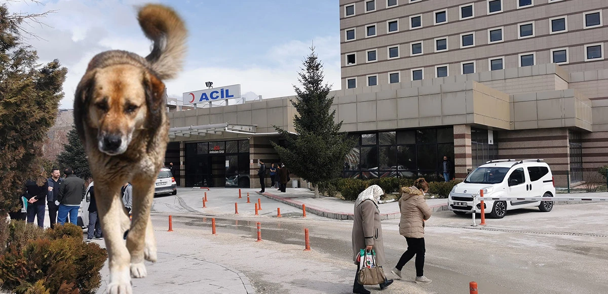 Köpeklerden kaçarken otomobilin çarptığı Rabia kurtarılamadı