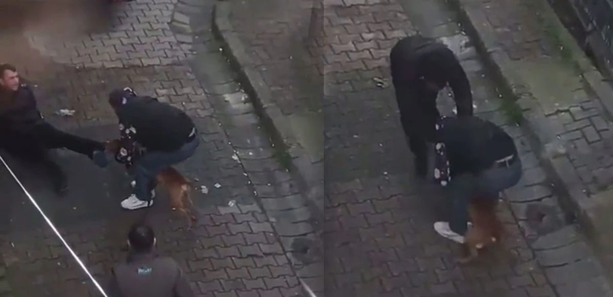 İstanbul'un göbeğinde pitbull dehşeti