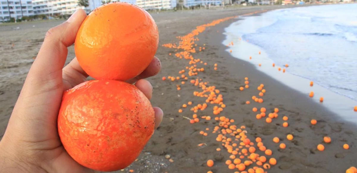 Mersin'de sahil portakal doldu