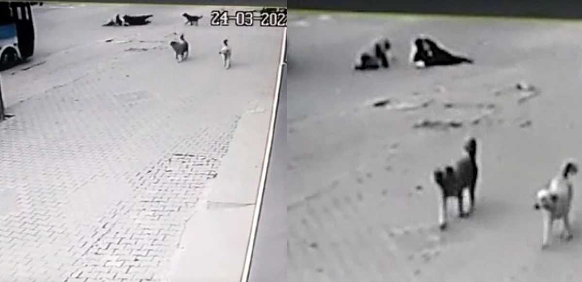 Köpeklerden kaçarken arabanın altında kalacaklardı