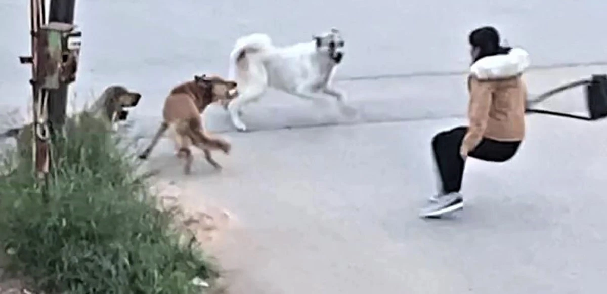 Mersin’de sokak köpekleri genç kıza saldırdı