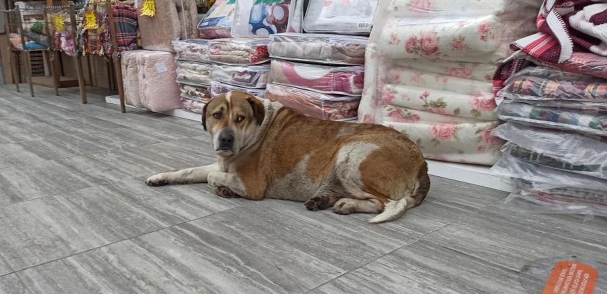 Yol kenarında uyuyan köpeğe sopayla saldırdı