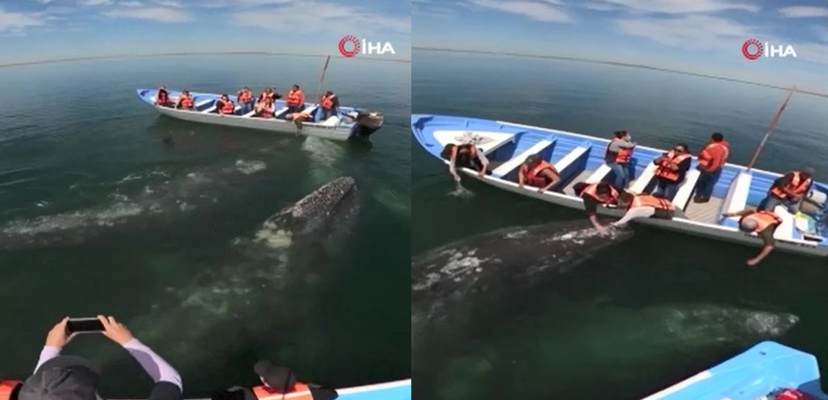 Beklenmedik misafir! Turistler şoke oldu