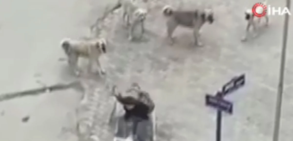 8 başıboş köpek yolda yürüyen genç kıza saldırdı