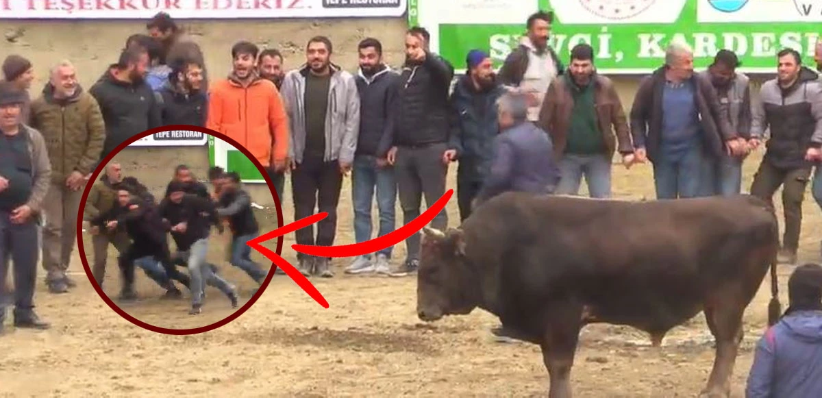 Boğa horona daldı, herkes başka yere kaçtı