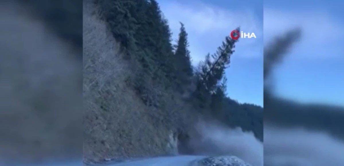 Alaska'da heyelan: Ağaçlar körfeze sürüklendi