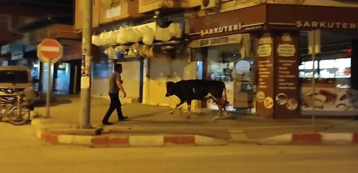 Hatay'da kaçan dana ortalığı birbirine kattı