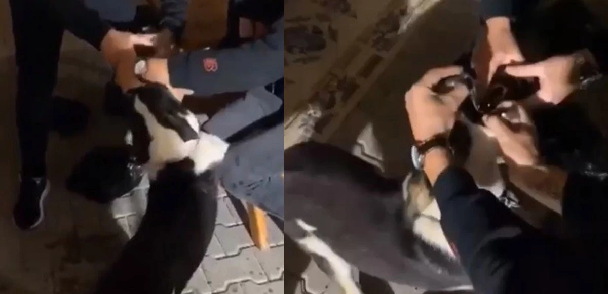 Köpeğe alkolle işkence edip, marifetmiş gibi sosyal medyadan paylaştılar