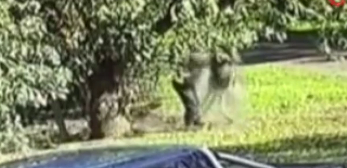 Avustralya’da bir adam bahçede kanguru ile kavga etti