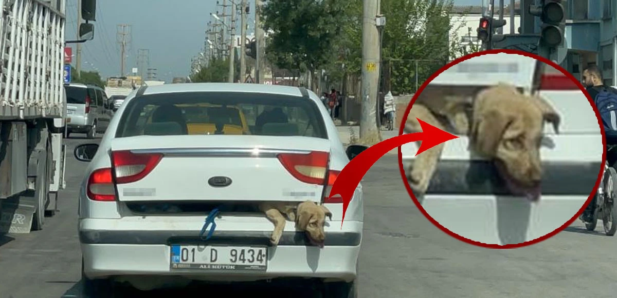 O hayvan da sen insan mısın? Bagaja bağladığı köpeği 40 derece sıcakta dakikalarca taşıdı