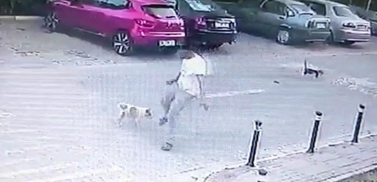 Yolda yürürken sebepsiz yere köpeğe tekme attı