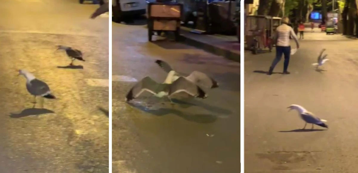 Martıların korkunç kavgası kamerada! Onlar didişti, adalılar ayırmaya çalıştı