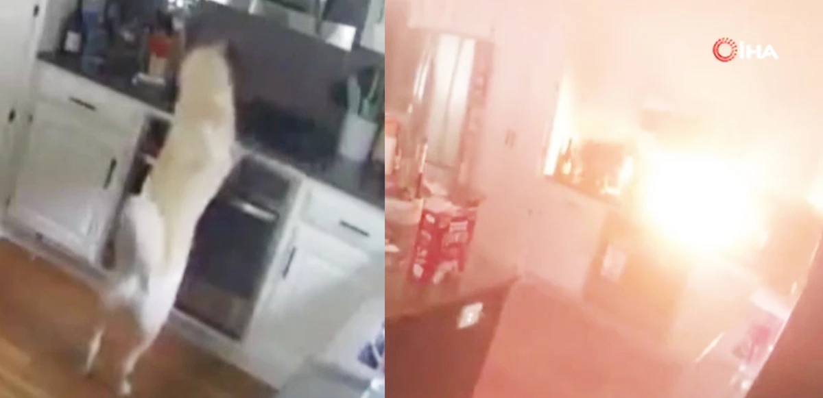 Köpek evde yangın çıkardı, korkutan anlar kamerada 